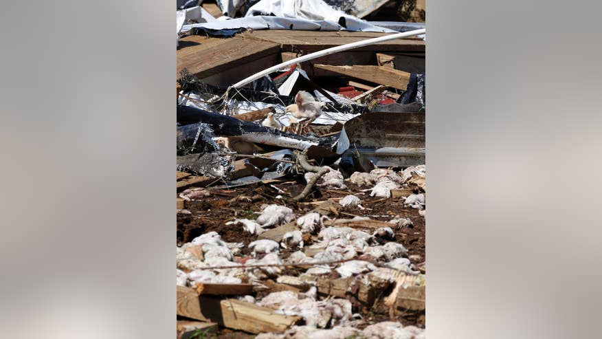 Tornado leaves thousands of dead chickens on shattered poultry farms ...