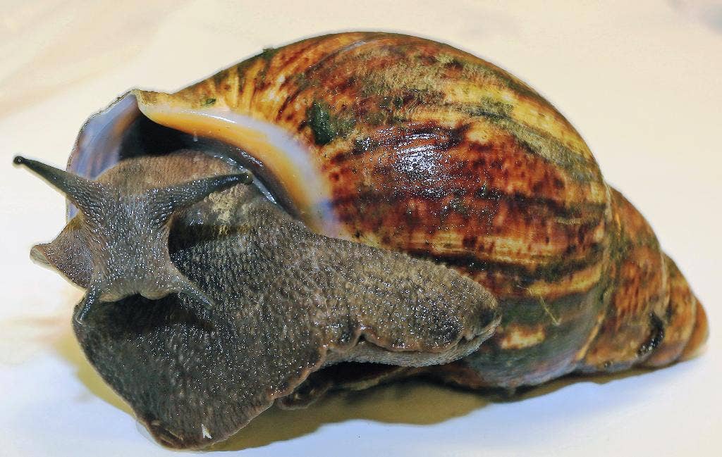 Shipment of 67 live giant African snails intercepted at Los Angeles