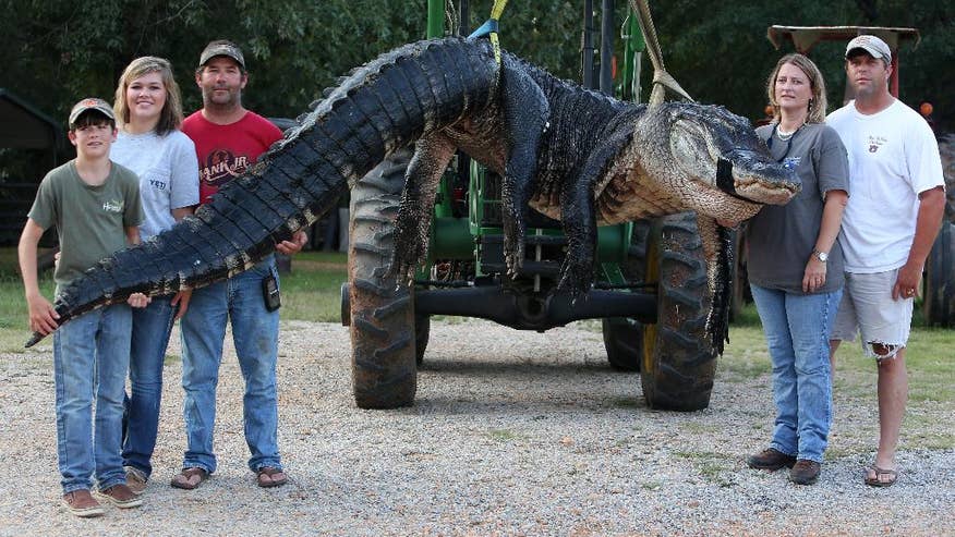 Alabama Alligator-1.jpg