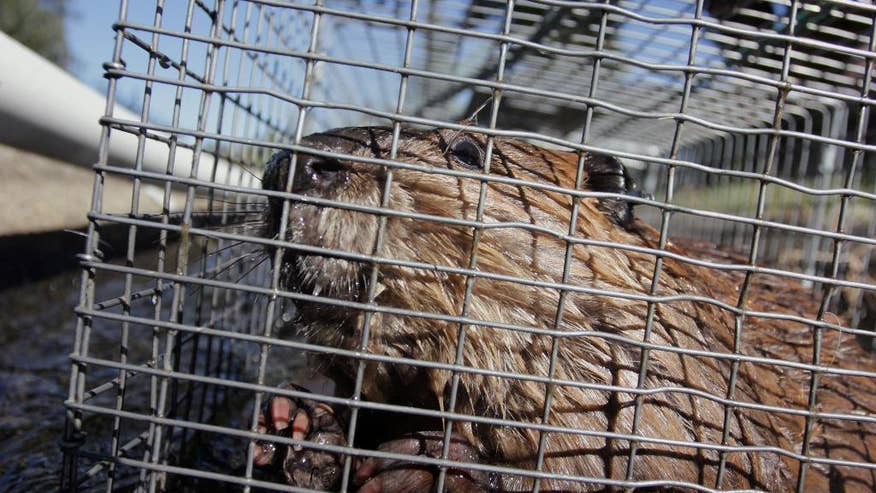 APTOPIX Beavers to the Rescue-1.jpg