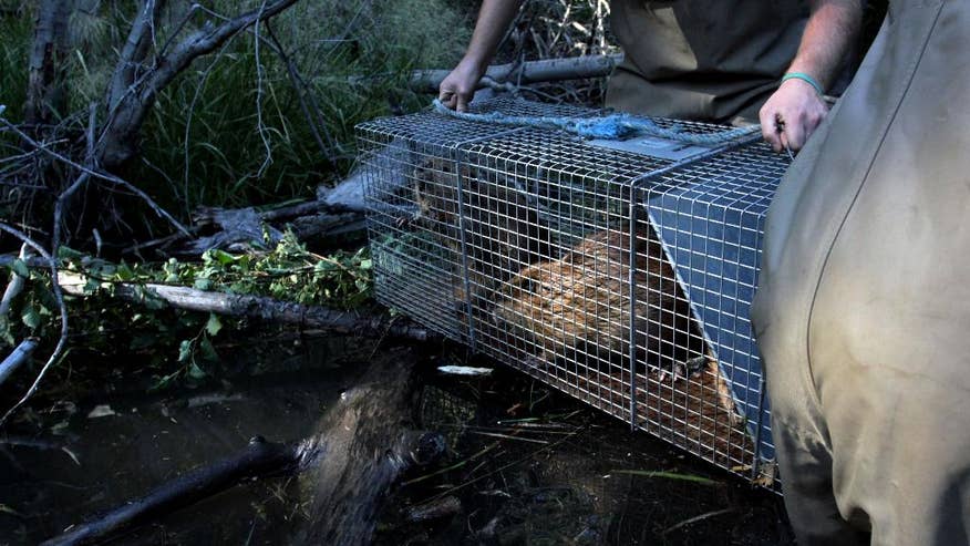 APTOPIX Beavers to the Rescue-3.jpg