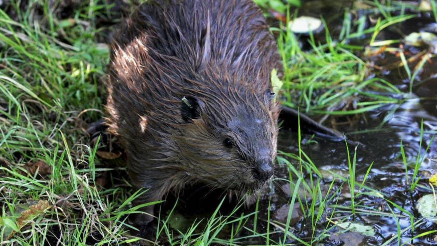 Beavers to the Rescue-4.jpg