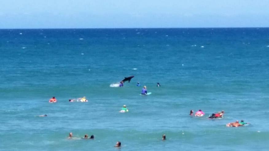 Australia Jumping Shark-1.jpg