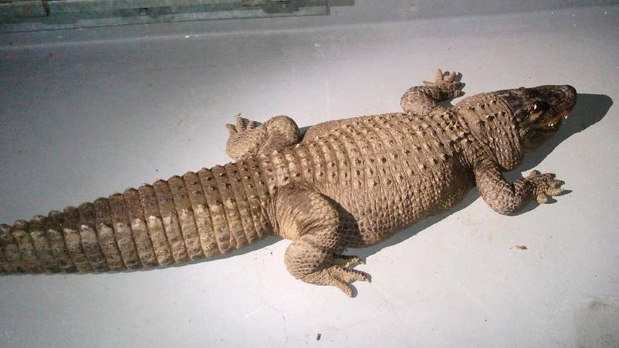 Suburban Alligator-2.jpg