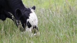 Drenching rains that recently soaked the Great Plains have brought welcomed moisture to areas still recovering from droughts, greening pastures as ranchers begin the annual rite of moving cattle to the nation's summer grazing lands.