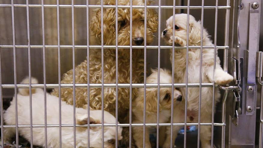 animal officers seize 65 dogs including 22 puppies from animal officers seize 65 dogs including 22 puppies from