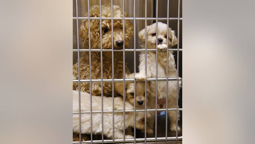 animal officers seize 65 dogs including 22 puppies from animal officers seize 65 dogs including 22 puppies from