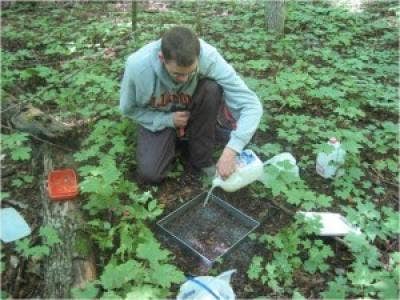 Invasive earthworms harming Great Lakes forests