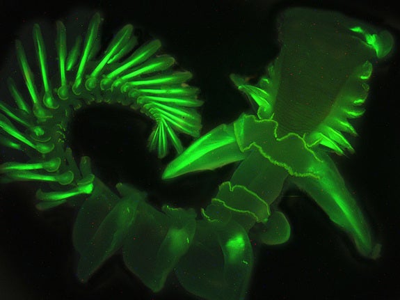 Ocean glow stick Sea worm emits strange blue glow Fox News