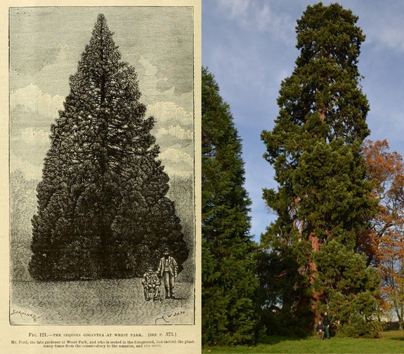 Is this 158-year-old redwood the UK's oldest living Christmas tree?