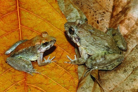 Fanged frog species gives birth to live young