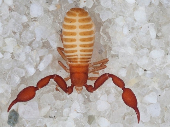 Two 'pseudoscorpions' discovered in Grand Canyon cave