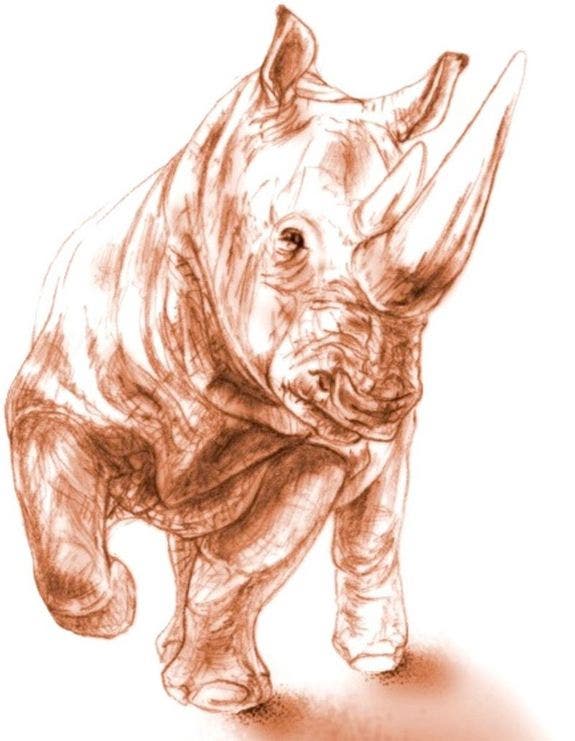ancient-rhino-illustration