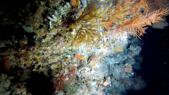 coral-seafloor-130102