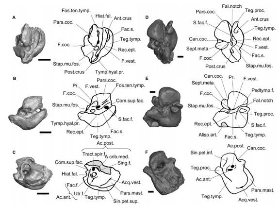 sea-cow-fossil-130116