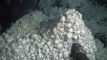 Yeti crabs don't comb their hair to look good they do it because they're hungry.