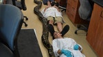A Miami man wrangled and killed the longest-ever Burmese python to be captured in Florida, wildlife officials announced Monday, May . The -lb snake measured  feet,  inches long.