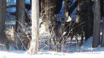 The booming deer population in the northern United States is bad for the animal's beloved hemlocks, a new study finds.