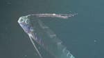   Behold the oarfish, a bizarre beast the lives in the deep ocean, far offshore.