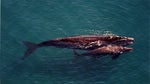 Scientists still don't know why hundreds of baby southern right whales are turning up dead around Patagonia, a decade after observers first saw signs of the worst die-off on record for the species.