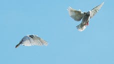   The mystery of how homing pigeons are able to navigate home may have been solved.