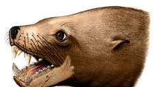   A quotkiller walrusquot thought to have terrorized the North Pacific  million years ago may not have been such a savvy slayer after all, researchers say.