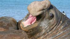   The HN virus strain that caused a  swine flu outbreak in humans was detected in northern elephant seals off the coast of central California