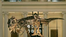 During a ceremony in New York City on Monday, Mongolia will take formal possession of a largely complete T. rex-like dinosaur that has sparked an international custody battle.