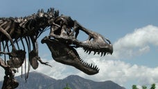 The ongoing partial shutdown of the U.S. government has stalled plans to haul a near-complete T. rex fossil to its new home at the Smithsonian National Museum of Natural History.