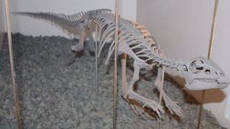   Crocodile-like beasts may have nibbled on young dinosaurs some  million years ago, according to scientists who analyzed bite marks on dinosaur bones