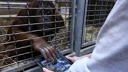   Orangutans at the Smithsonians National Zoo are now using iPad apps to keep occupied
