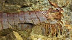   Scientists have unearthed extraordinarily preserved fossils of a -million-year-old sea creature, one of the earliest animal fossils ever found, according to a new study