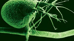 So-called junk DNA, the vast majority of the genome that doesn't code for proteins, really isn't needed for a healthy organism, according to new research.