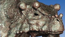 More than  million years ago a bumpy-faced, cow-size creature, roamed the central desert of what was then the supercontinent Pangea, a new study finds.