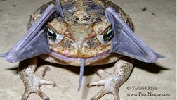 >  What's the matter, bat got your tongue?   A park ranger in northwest Peru got a surprise when he encountered a toad with something in its mouth.