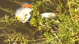 >  The spill that dumped hundreds of thousands of gallons of molasses into Honolulu Harbor last week is suffocating the harbor's underwater inhabitants