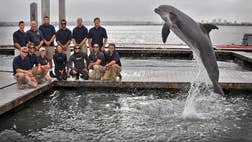 A Navy dolphin training to look for mines off the coast of San Diego found a museum-worthy th-century torpedo on the seafloor, military officials said.