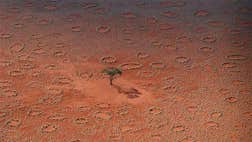 The artists behind bizarre, barren, grassless rings dotting the desert of Southwest Africa have been found lurking right at scientists' feet: termites.