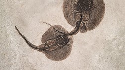 Over thousands of years, dead animals rained down into the muck deep below the surface of long-gone Fossil Lake.