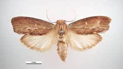 The ubiquitous greater wax moth is ordinary in every way but one: It has the ability to hear the highest-known sound frequency.