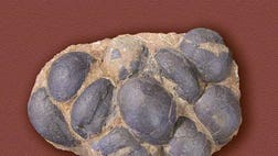 Huge meat-eating dinosaurs that stalked a vast floodplain some  million years ago in what is now Portugal left behind traces of their progeny: eggshells.