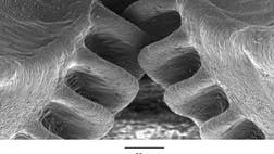 >Gears are ubiquitous in the man-made world, found in items ranging from wristwatches to car engines, but it seems that nature invented them first.