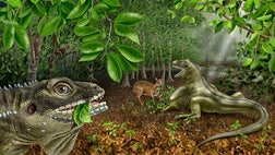 A lizard the size of a German shepherd once roamed Myanmar, a new fossil analysis reveals.