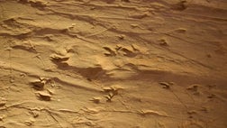   Fossilized track marks from a stampede of dinosaurs in Australia actually may have come from swimming animals, new research suggests.