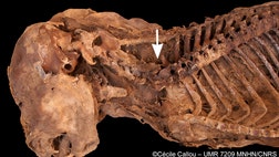 >Adogmummyhas revealed the first archaeological evidence of bloodsucking parasites plaguing Fido's ancestors in Egypt during the classical era of Roman rule.