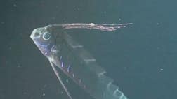   Behold the oarfish, a bizarre beast the lives in the deep ocean, far offshore.