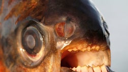 >Just when you thought it was safe to go back in the water, a cousin of the piranha reported to go after swimmer's testicles has been found in coastal waters between Sweden and Denmark.