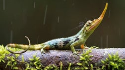 >This ain't no lie: The Pinocchio lizard was thought to be extinct for 50 years, but has been rediscovered in the cloud forests of Ecuador.
