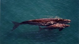 Scientists still don't know why hundreds of baby southern right whales are turning up dead around Patagonia, a decade after observers first saw signs of the worst die-off on record for the species.