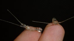   These teeny-tiny infant lobsters may be small, but their commercial value is anything but.